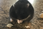 Happy Hammy Co. Official Group