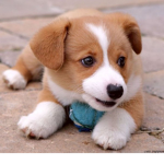 PUPPIES ARE GREAT PETS