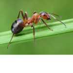 Ant Simulator Симулятор муравья