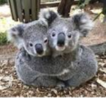 Secret life of koalas