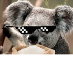 The offical Koala Gang