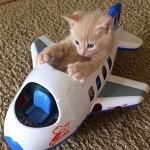 cats hi
