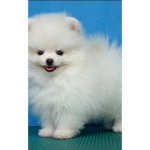 Puppy R Us