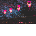 NightBlossom