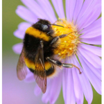 The Bees Knee’s
