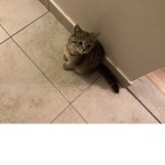 Is my cat cute!