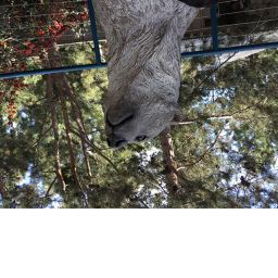 VIP Polar Bears hangout