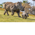 Team Rhino Forever