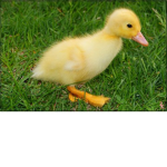 DuC arMy!