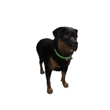 Dog