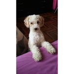 The dooo's