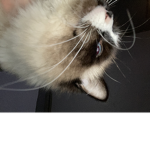 Evrybody join