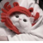 catshu