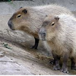 capybara gamenight