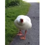 epic gaming ducks