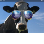Cow rules