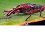 Quandalius Fan Club