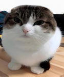 The Catszzzs