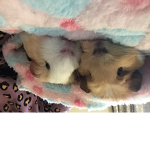 The Guinea pig fan