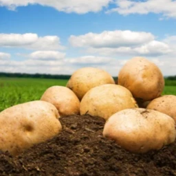 papas icon