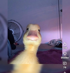 Ducky rivals gng