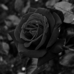 lonely_land