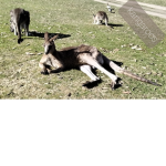 DJ Kangaroo