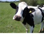 The Cows