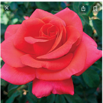 Roblox rose