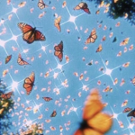 beautiful butterflies <3