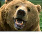 TEH #BearSquad...
