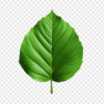 SpringLeaf