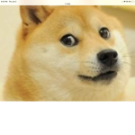 The_Doge_Gang!!