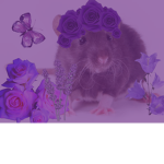 Seasonal Rats <3