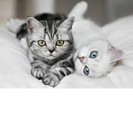 My kitty’s