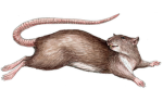 Rat females and males