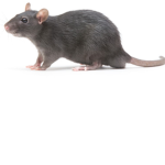 rat groupppp