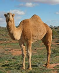camelstudio