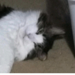 THE KITTY KATS LOL