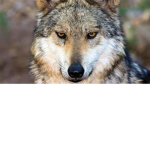 Outcast wolf army