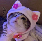 Hello Kittiesx