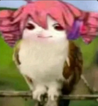 Sakura :]