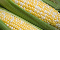 Corn Farmers Hangout V2