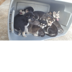 The doggie Club
