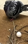 Pepè I Deluxe
