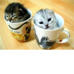 If you love cats, join this group <3