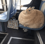 Chud Bunnies