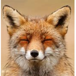 Activeist Foxes
