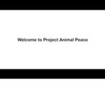 ANIMAL PEACE K