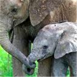 Elephant Care